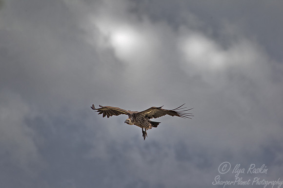 095 White-backed Vulture (Gyps africanus) - Etosha Namibia