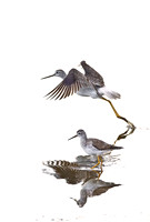 2011 Forsythe refuge