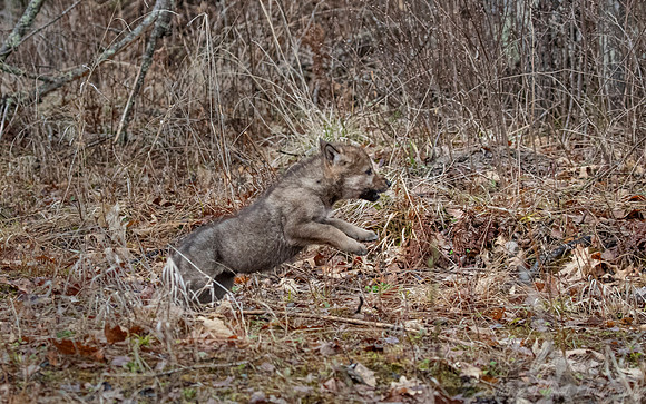 356 Gray or timber wolf pup by the den (Canis lupus) - MN