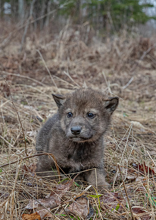 358 Gray or timber wolf pups by the den (Canis lupus) - MN
