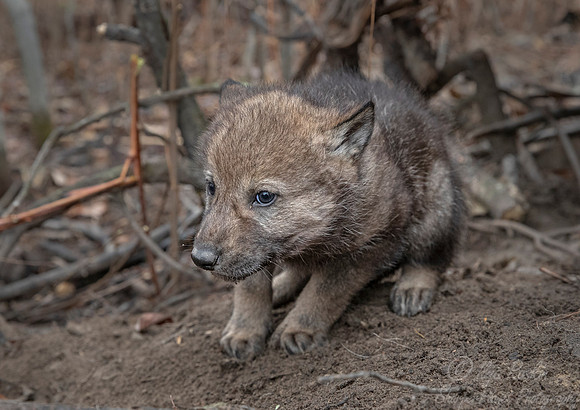 357 Gray or timber wolf pups by the den (Canis lupus) - MN