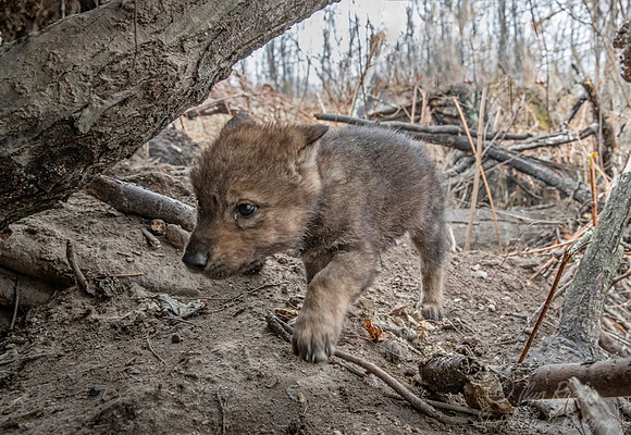 359 Gray or timber wolf pup returns to the den (Canis lupus) - MN