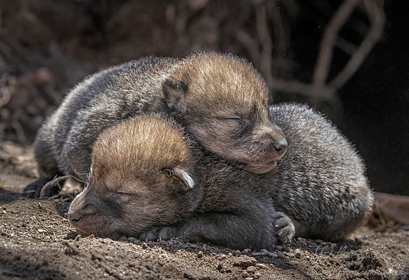 355 Gray or timber wolf pups by the den (Canis lupus) - MN