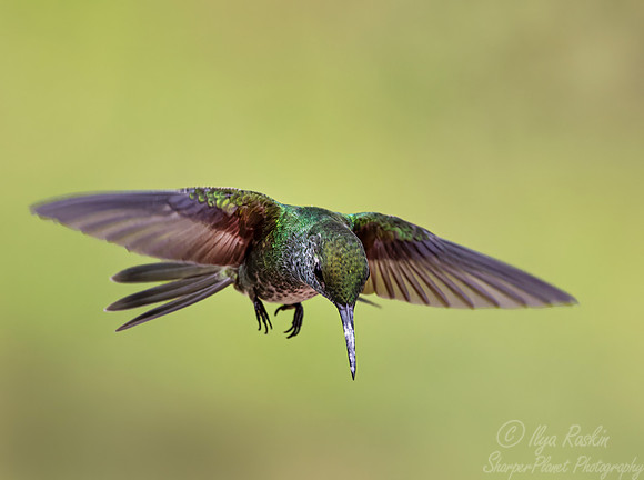 421 Versicoloured emerald (Chrysuronia versicolor) - Brazil Atlantic forest