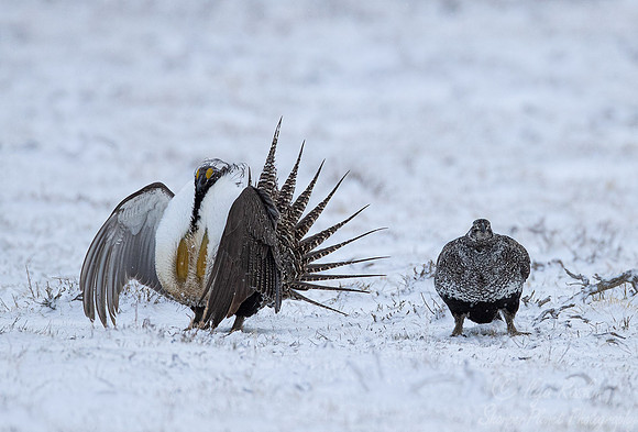 048 Greater sage-grouse (Centrocercus urophasianus) - CO