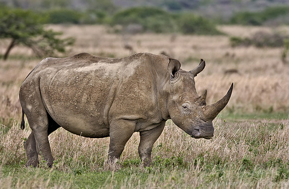 037_White Rhinoceros_South Afirca