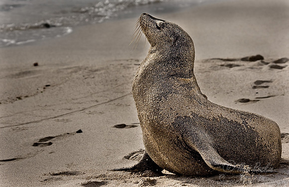 018_Galapagos Sea Lion_Ecuador