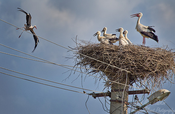 152 White Stork (Ciconia ciconia) - Romania