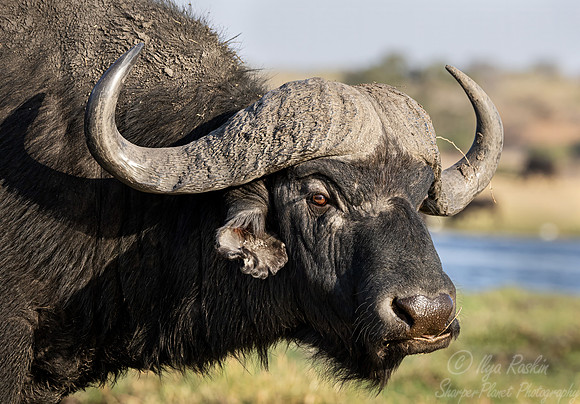 398 Cape or African Buffalo (Syncerus caffer) - Botswana
