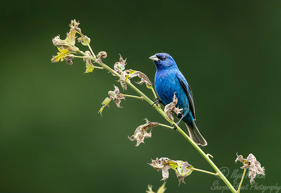 089 Indigo bunting (Passerina cyanea) - NY