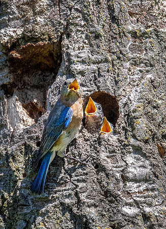 094 Eastern bluebird on the nest (Sialia sialis) - NY