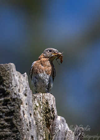 095 Eastern bluebird on the nest (Sialia sialis) - NY