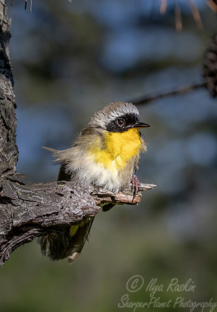 097 Common yellowthroat (Geothlypis trichas) - NY