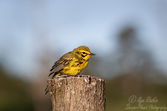 099 Prairie warbler (Setophaga discolor) - NY