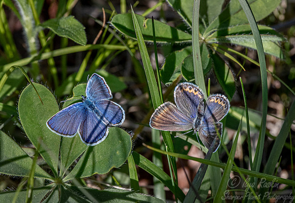 035 Karner blue butterfly male and female (Plebejus melissa samuelis) - Albany Pine Bush Preserve - NY