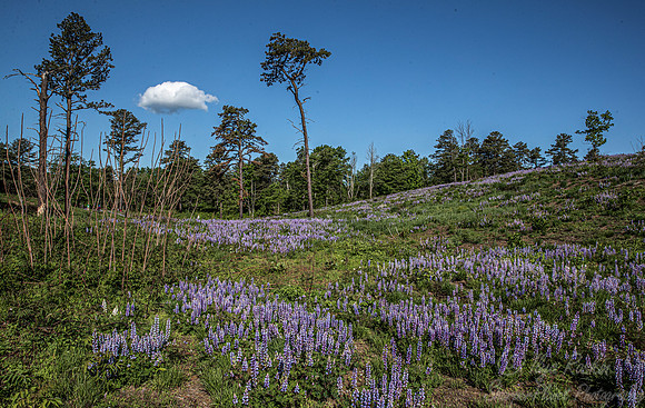 126 Albany Pine Bush Preserve - NY
