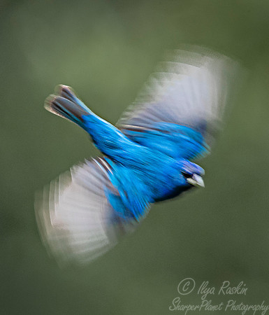 090 Indigo bunting (Passerina cyanea) - NY