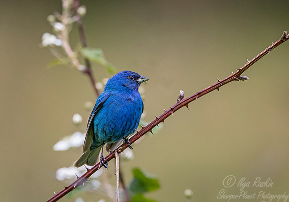 091 Indigo bunting (Passerina cyanea) - NY