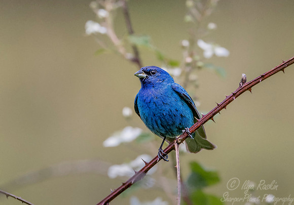 092 Indigo bunting (Passerina cyanea) - NY