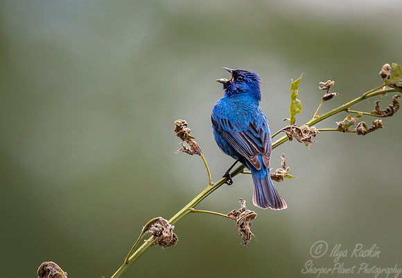 093 Indigo bunting (Passerina cyanea) - NY