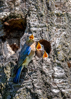 2019 Albany Pine Bush Preserve