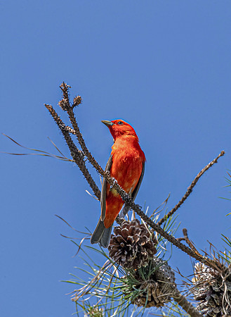 096 Scarlet tanager (Piranga olivacea) - NY