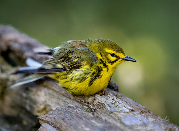 098 Prairie warbler (Setophaga discolor) - NY