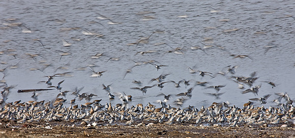 055 Flying Shorebirds - DE