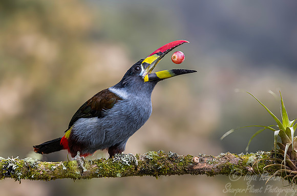 606 Grey-breasted mountain toucan (Andigena hypoglauca) - Colombia cloud forest