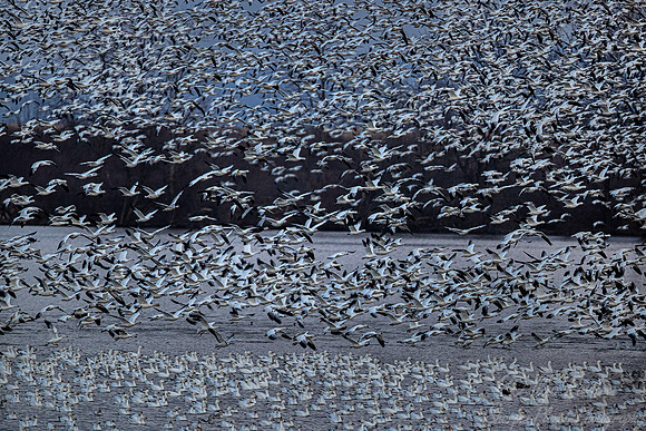 287 Snow geese (Anser caerulescens) - PA