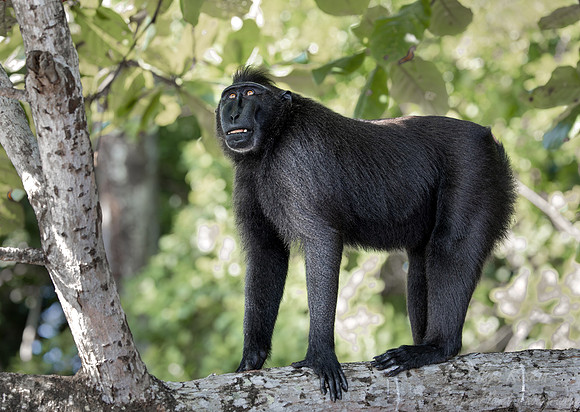 202 Celebes crested macaque (Macaca nigra) - Sulawesi Indonesia