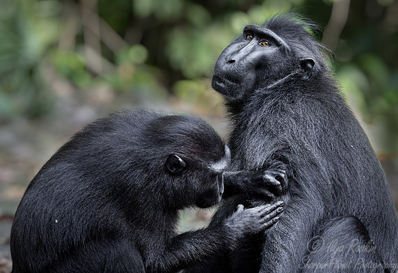 200 Celebes crested macaques (Macaca nigra) - Sulawesi Indonesia