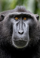 MAMMALS - PRIMATES 3