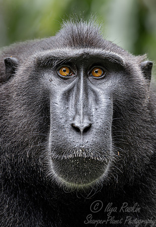 206 Celebes crested macaque (Macaca nigra) - Sulawesi Indonesia