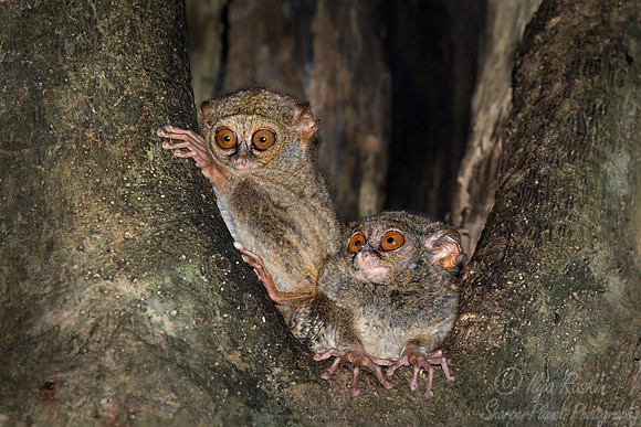208 Spectral tarsiers (Tarsius spectrum) - Sulawesi Indonesia