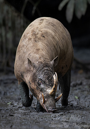 242 North Sulawesi babirusa (Babyrousa celebensis) - Sulawesi Indonesia