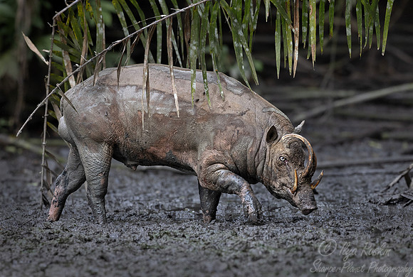 245 North Sulawesi babirusa (Babyrousa celebensis) - Sulawesi Indonesia