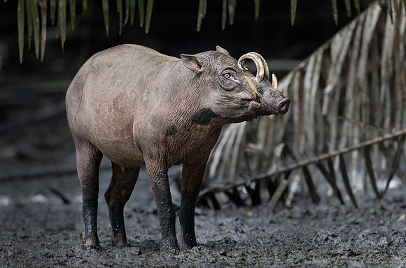 248 North Sulawesi babirusa (Babyrousa celebensis) - Sulawesi Indonesia
