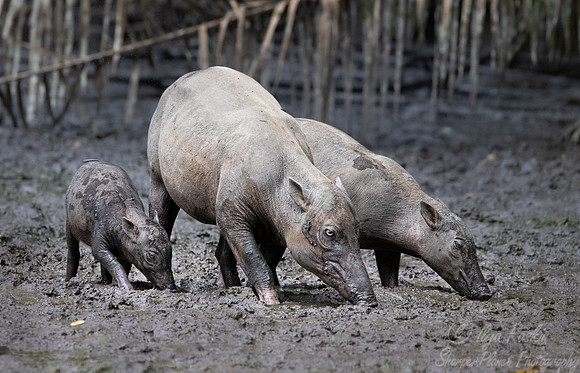 253 North Sulawesi babirusas (Babyrousa celebensis) - Sulawesi Indonesia