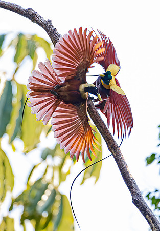 003 Red birds-of-paradise (Paradisaea rubra) - Waigeo island  Indonesia