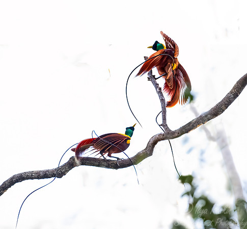 001 Red birds-of-paradise (Paradisaea rubra) - Waigeo island  Indonesia