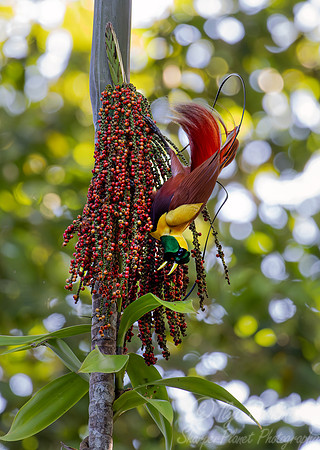 005 Red bird-of-paradise (Paradisaea rubra) - Waigeo island  Indonesia