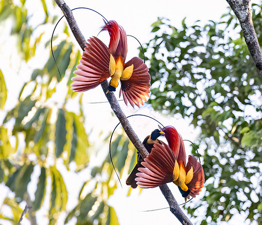 002 Red birds-of-paradise (Paradisaea rubra) - Waigeo island  Indonesia