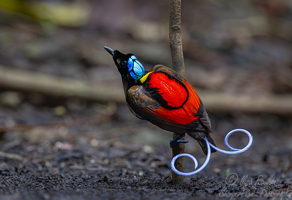 007 Wilson's bird-of-paradise (Diphyllodes respublica) - Waigeo island  Indonesia