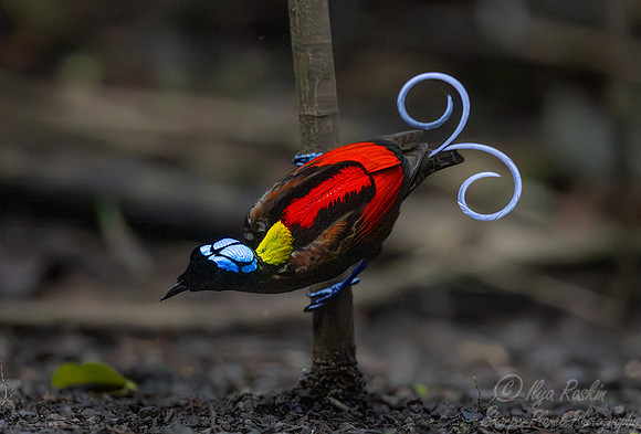 006 Wilson's bird-of-paradise (Diphyllodes respublica) - Waigeo island  Indonesia