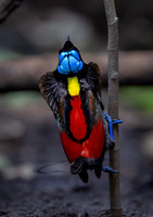 BIRDS - INDONESIA