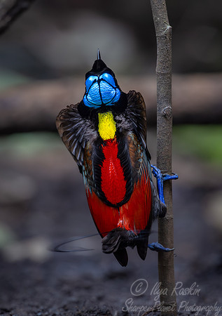 009 Wilson's bird-of-paradise (Diphyllodes respublica) - Waigeo island  Indonesia