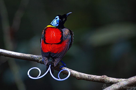 008 Wilson's bird-of-paradise (Diphyllodes respublica) - Waigeo island  Indonesia