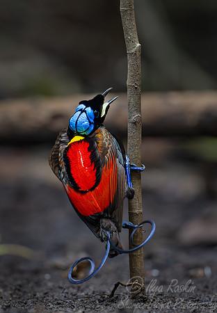011 Wilson's bird-of-paradise (Diphyllodes respublica) - Waigeo island  Indonesia
