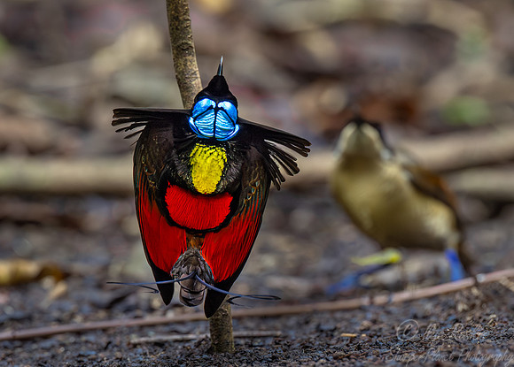 015 Wilson's birds-of-paradise (Diphyllodes respublica) - Waigeo island  Indonesia